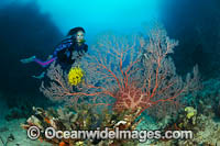 Scuba Diver and Reef Photo - Gary Bell