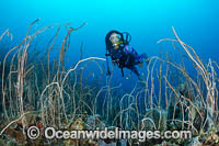 Diver and Whip Coral Photo - Gary Bell