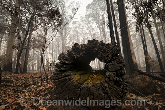 NSW Bushfires Australia photo