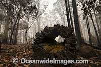 NSW Bushfires Australia Photo - Gary Bell