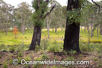 Forest Regrowth Australia Photo - Gary Bell