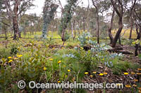 Forest Regrowth Australia Photo - Gary Bell