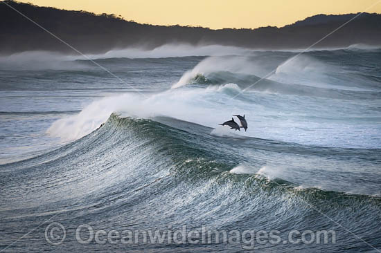 Dolphins in surf photo