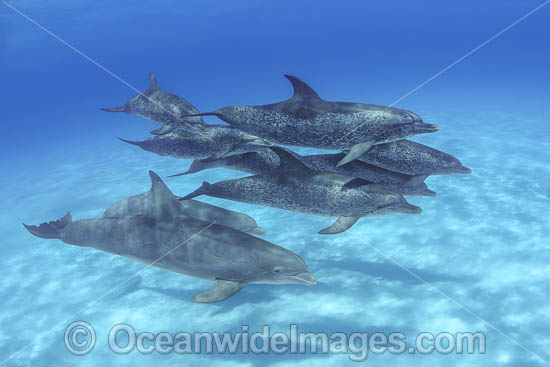 Atlantic Spotted Dolphins photo