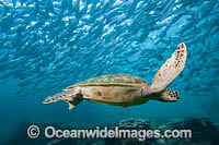 Green Turtle wih schooling jacks Photo - David Fleetham