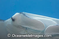 Giant Oceanic Manta Ray Photo - David Fleetham