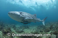 Whale Shark and Snorkelers Photo - David Fleetham