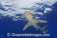 Oceanic Whitetip Shark Hawaii Photo - David Fleetham