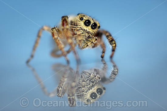 giant australian jumping spider