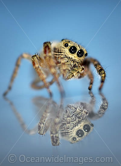 Jumping Spider photo