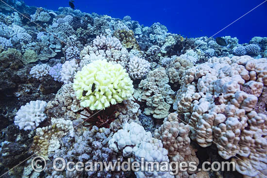 Pocillopora meandrina Coral - Decoração corais one of a Kind