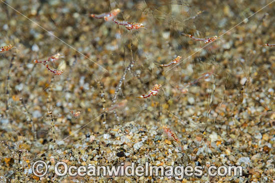 Mysid Shrimp photo
