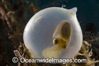 Broadclub Cuttlefish hatchling Photo - David Fleetham