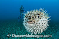Spotted Porcupinefish inflated Photo - David Fleetham