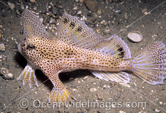 Spotted Handfish Brachionichthys hirsutus photo