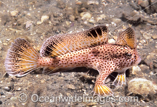 Spotted Handfish Brachionichthys hirsutus photo