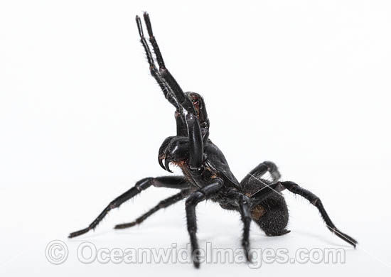 Port Macquarie Funnel-web Spider photo