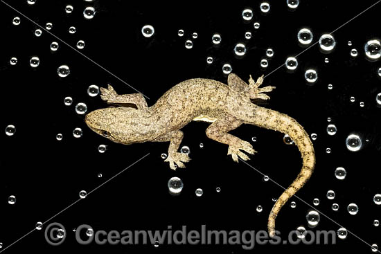 Asian House Gecko photo