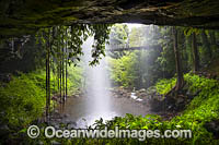 Dorrigo Rainforest Photo - Gary Bell