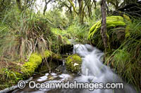 Cascade Gondwana Rainforest Photo - Gary Bell