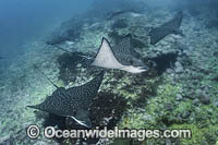 Pacific Eagle Ray Photo - Andy Murch