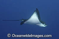 Spotted Eagle Ray Photo - Andy Murch