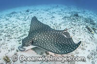Whitespotted Eagle Ray Photo - Andy Murch