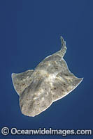 Pacific Angelshark Photo - Andy Murch