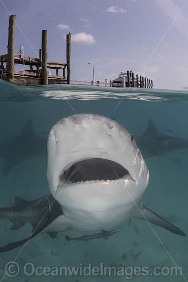 Bull Shark photo