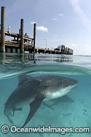 Bull Shark Photo - Andy Murch