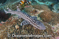 Coral Catshark Photo - Andy Murch