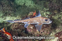 Spotted Ratfish Photo - Andy Murch