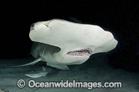 Great Hammerhead Shark Photo - Andy Murch