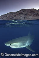 Great White Shark Photo - Andy Murch