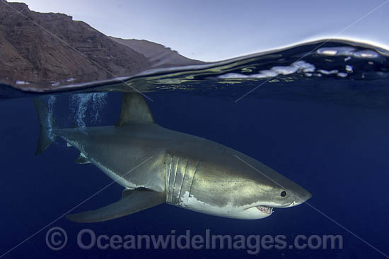 Great White Shark photo