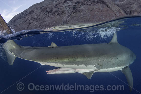 Great White Shark Claspers photo