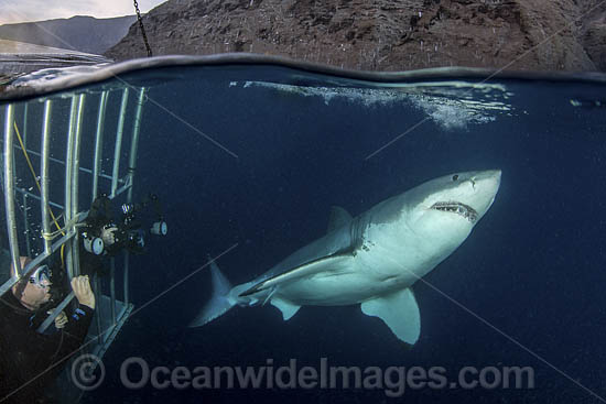 Great White Shark with Hookah divers photo
