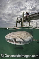 Nurse Shark Photo - Andy Murch