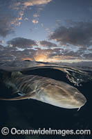 Nurse Shark Photo - Andy Murch