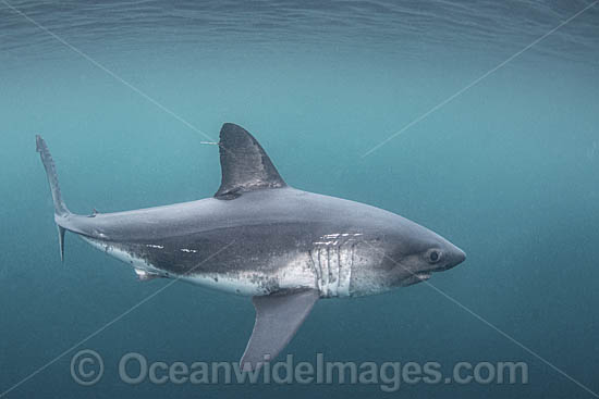 Salmon Shark Lamna ditropis photo
