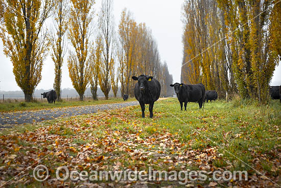Cattle on country road photo