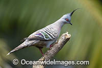 Australian Crested Pigeon Photo - Gary Bell