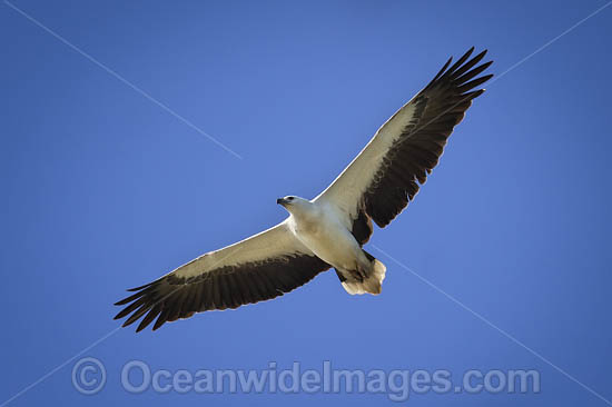 White-bellied Sea Eagle photo