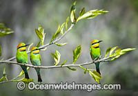 Rainbow Bee-eater Photo - Gary Bell