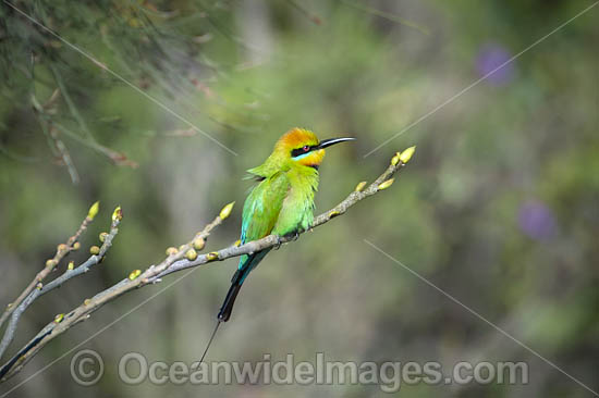 Rainbow Bee-eater photo