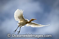 Cattle Egret Photo - Gary Bell