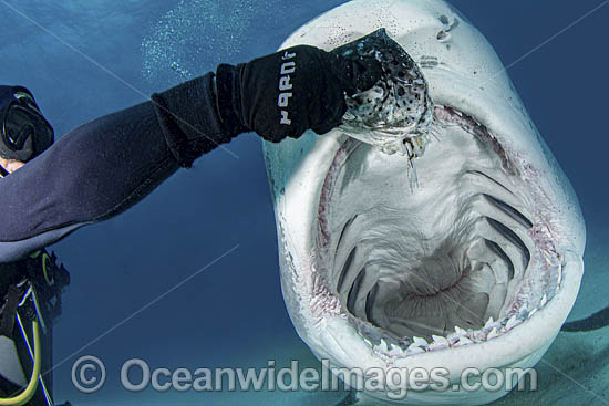 Diver feeding Tiger Shark photo
