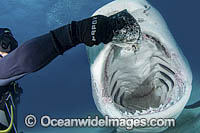 Diver feeding Tiger Shark Photo - Andy Murch