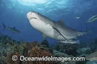 Tiger Shark Bahamas Photo - Andy Murch