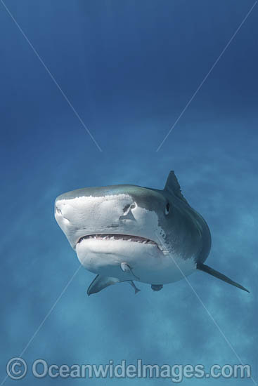 Tiger Shark photo